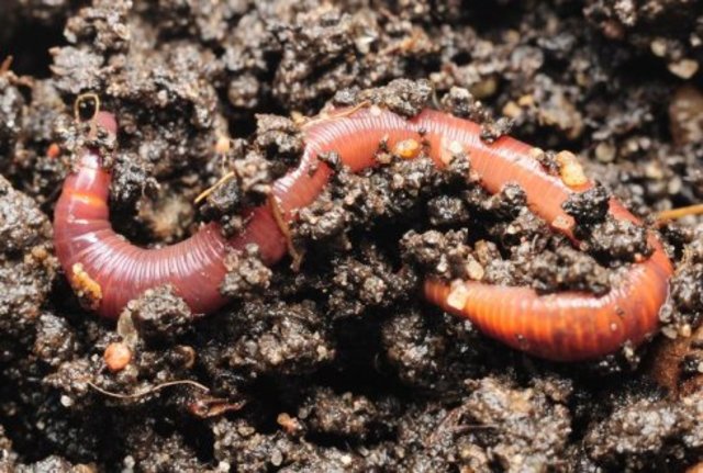 características gusanos segmentado