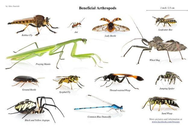 ARTRÓPODOS ( Era paleozoica hace 541 millones de años, clasificados como Arthropoda por Latreille, 1829)