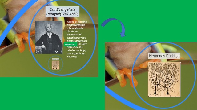 Células de Purkinje