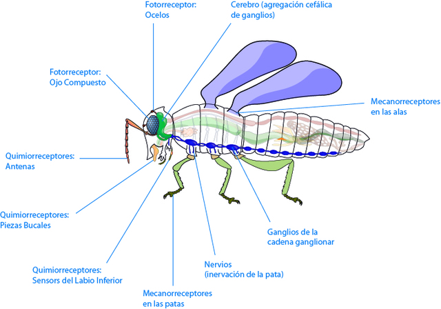 Estructura de los artrópodos