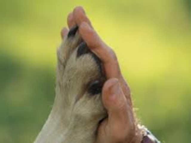 Carlos bruce Montes de Oca