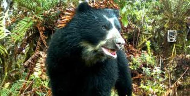 Elsa Celia Anicama Ñanes