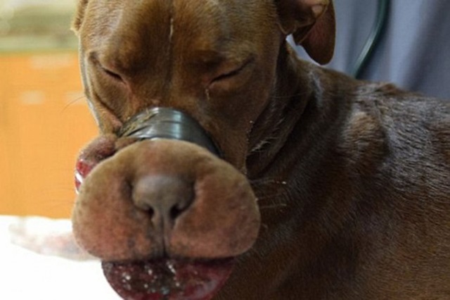 Teofilo Gamarra Saldivar