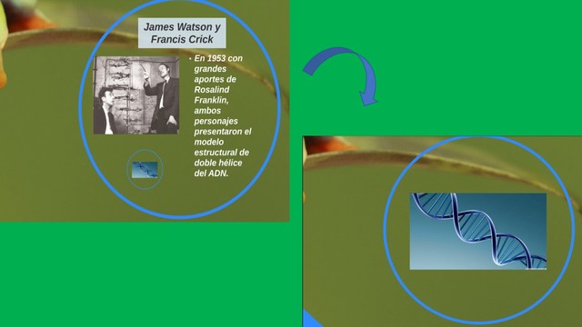 Modelo Estructural de doble Hélice de ADN