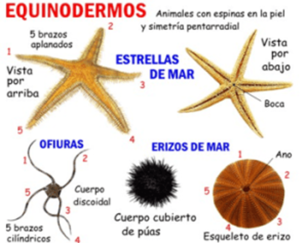 Clases de equinodermos
