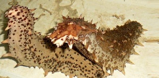 características de los equinodermos