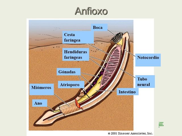 CORDADOS INVERTEBRADOS ( clasificado por Owen, en  1846)