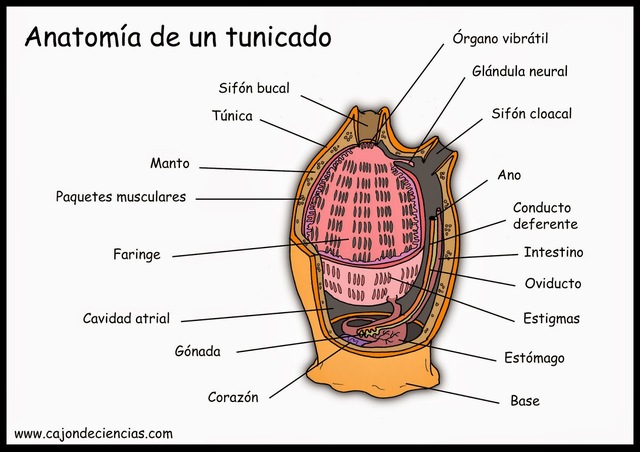 Diversidad de cordados invertebrados
