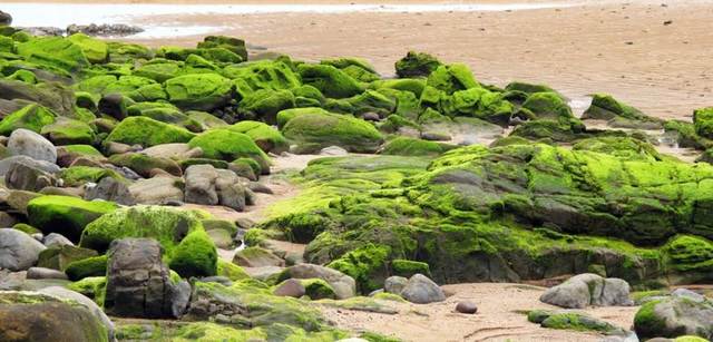 Primeras plantas en la tierra