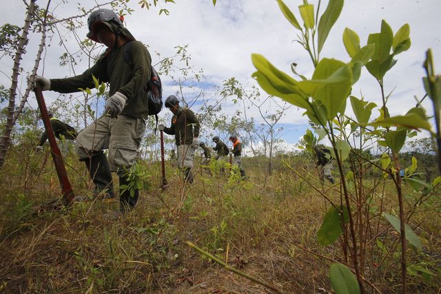 Aumento de cultivos ilícitos
