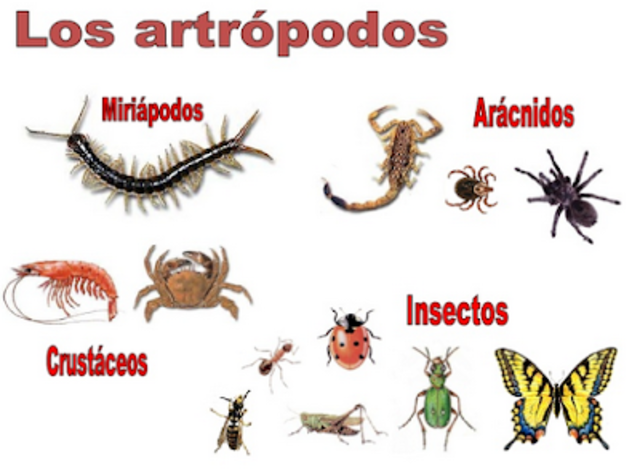 ARTROPODOS