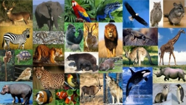 Los animales