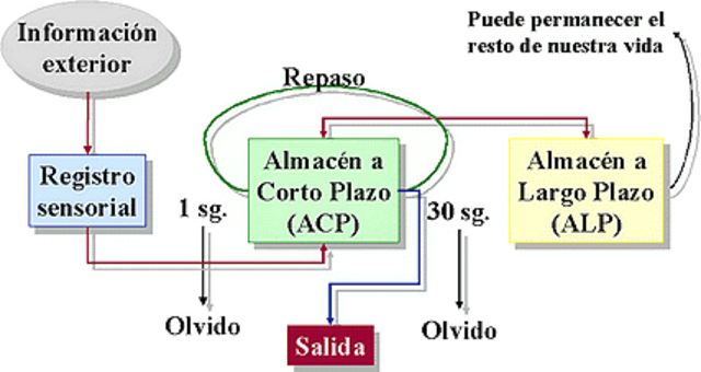 Modelo de memoria de dos almacenes: Atkinson y Schiffrin