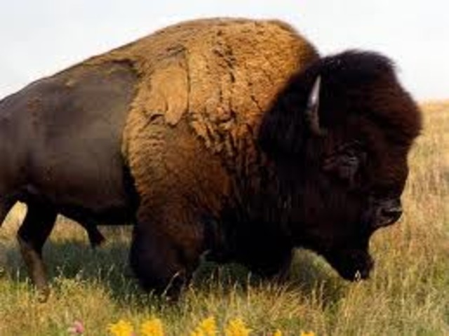 buffalo