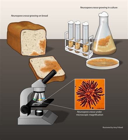 La neurospora di Beadle e Tatum