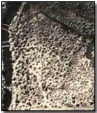 The Second Battle of Ypres