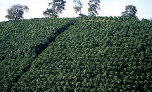 Desarrollo de las plantaciones de Café