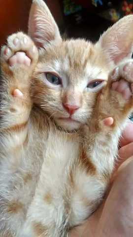 Adopción de mi hermanito Caramelo