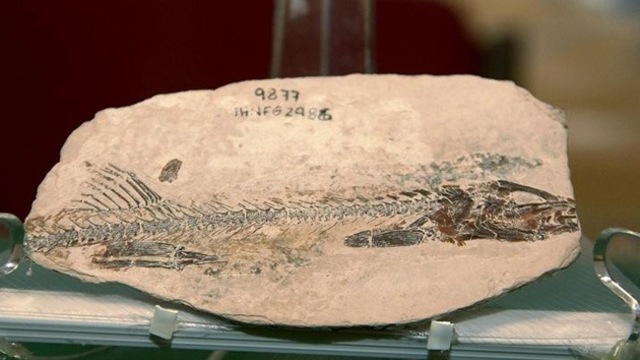 Were do we can find fossils?