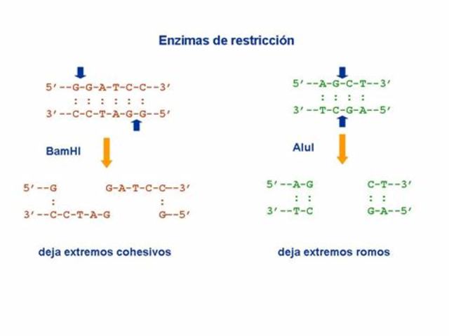 Enzimas de restricción