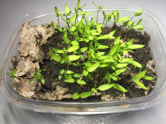 Empaques y envases ecológicos