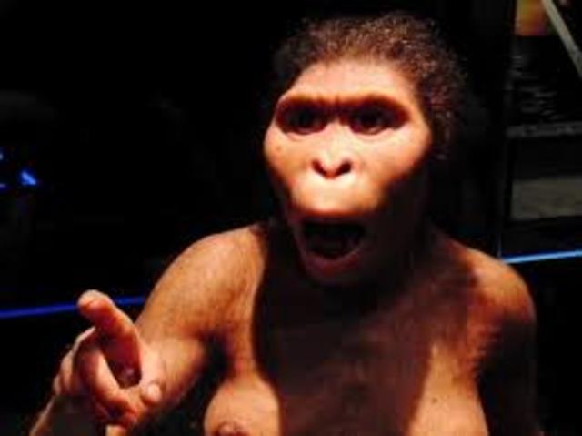 Australopithecus Afarensis