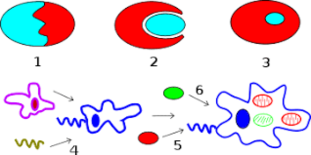 Teoría simbiótica PROPUESTA POR LYNN Marguilis