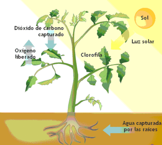 La luz solar en la alimentación de las plantas