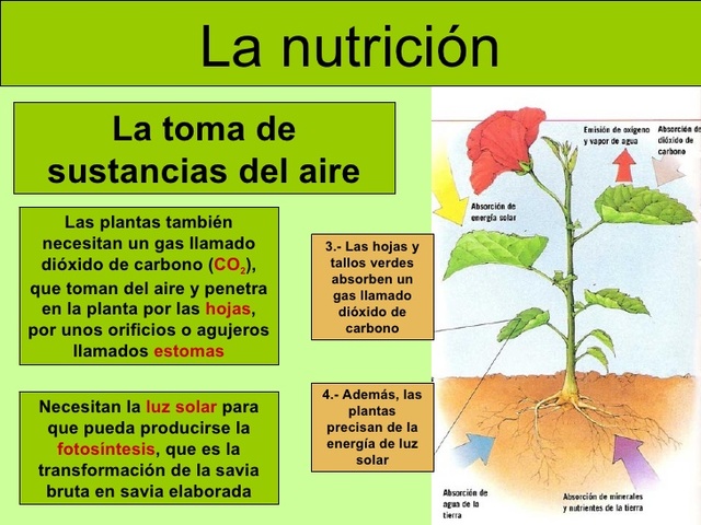 Las plantas forman sus sustancias del aire