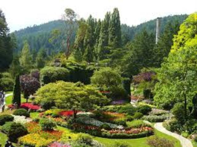 Las plantas son pues depuradoras naturales de la atmósfera