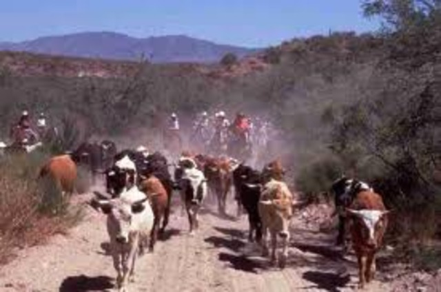 Cattle Drivin