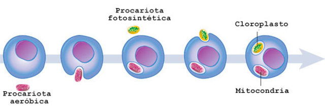 TEORÍA ENDOSIMBIOTICA