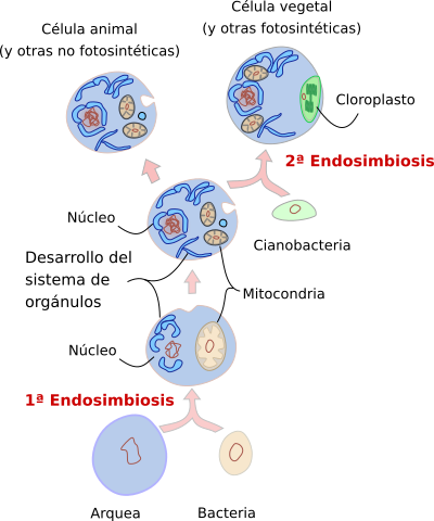 TEORÍA ENDOSIMBIÓTICA
