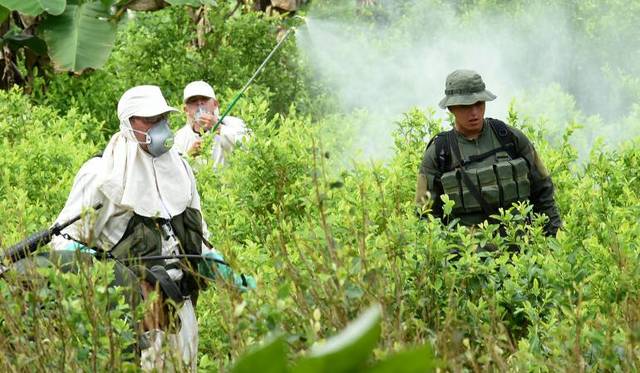 Erradicación de los cultivos ilícitos