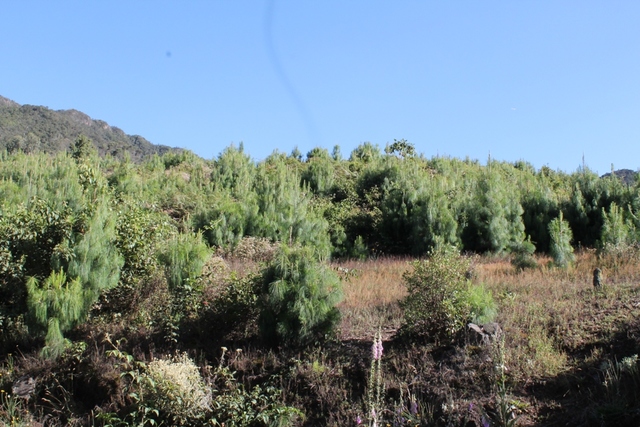 Plantación forestal