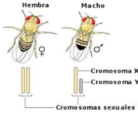 secuencian el genoma de la mosca de la fruta