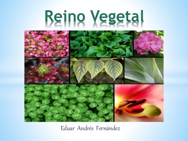 REINO VEGETAL
