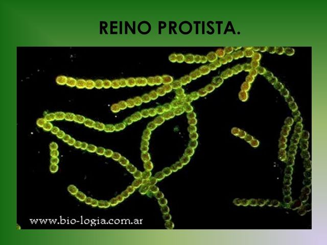 REINO PROTISTAS