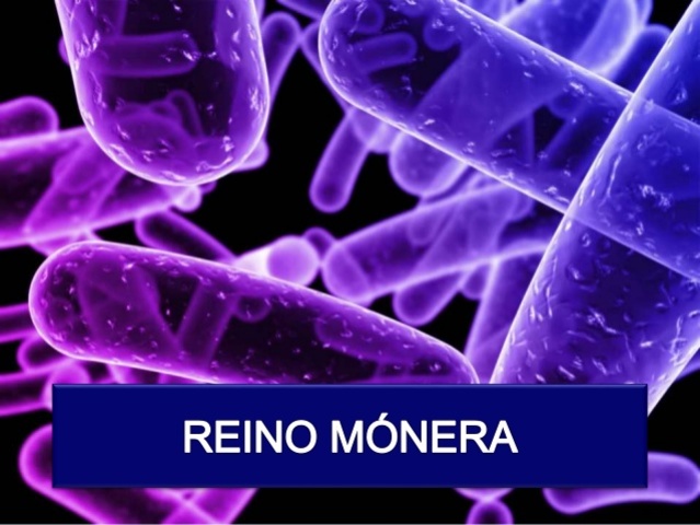 REINO MÓNERA