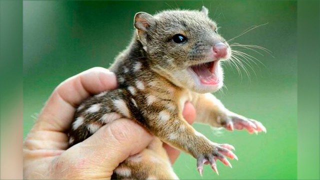 Всемирный день защиты животных.   Подробнее:  http://veterinarian.hozvo.ru/prazdniki_posvyashhennye_zhivotnym-92145