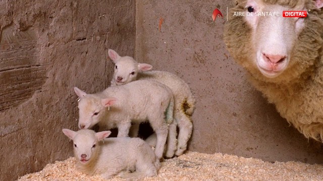 Primer animal clonado