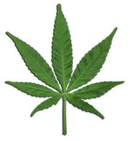 Drug Use and Vandalism-1981