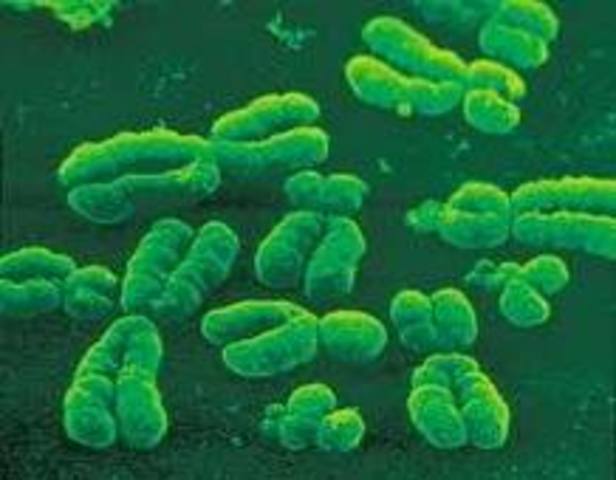 1879 - CROMOSSOMOS E DIVISÃO CELULAR