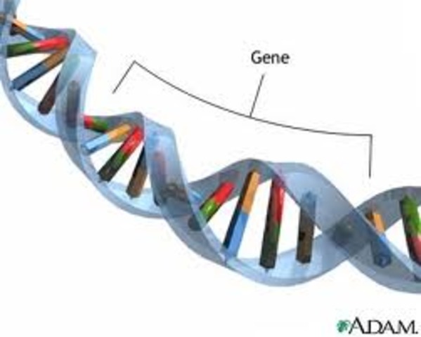  CRONOLOGIA DA EVOLUÇÃO DA GENÉTICA timeline | Timetoast timelines