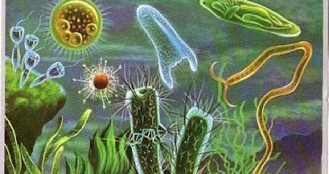 Proterozoico (Hace 2500 M.A)