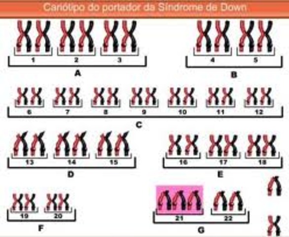 1956 - 23 PARES DE CROMOSSOMOS