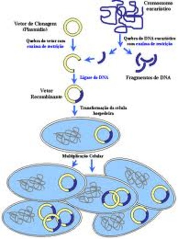 1973 - ENGENHARIA GENÉTICA
