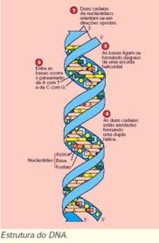 1977 - SEQUENCIAMENTO DNA