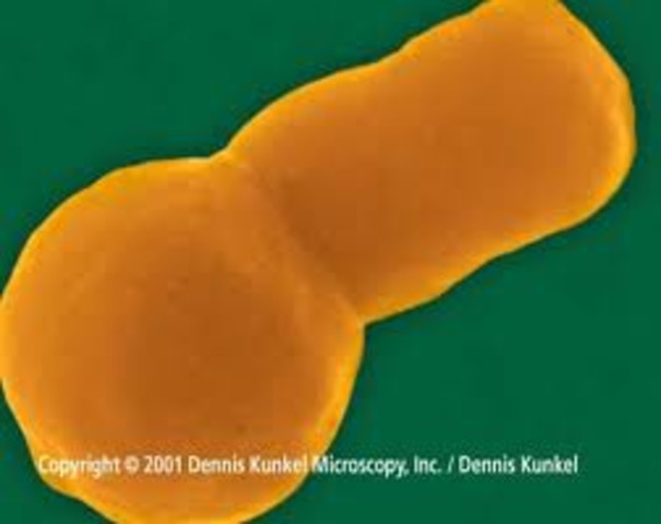 1995 - PRIMEIRO SEQUENCIAMENTO DE ORGANISMO