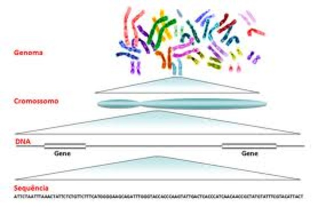 2007 - SEQUENCIAMENTO COMPLETA DO GENOMA